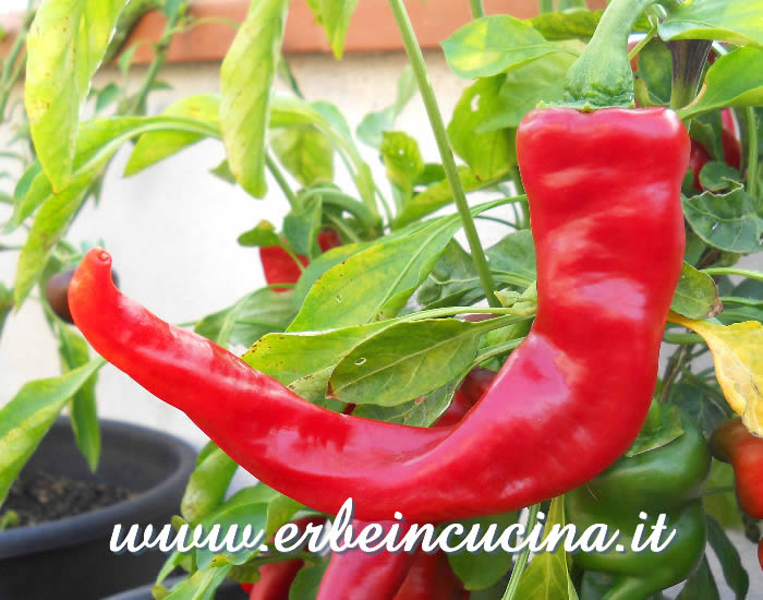 Peperone di Senise maturo / Ripe Senise Pepper pod