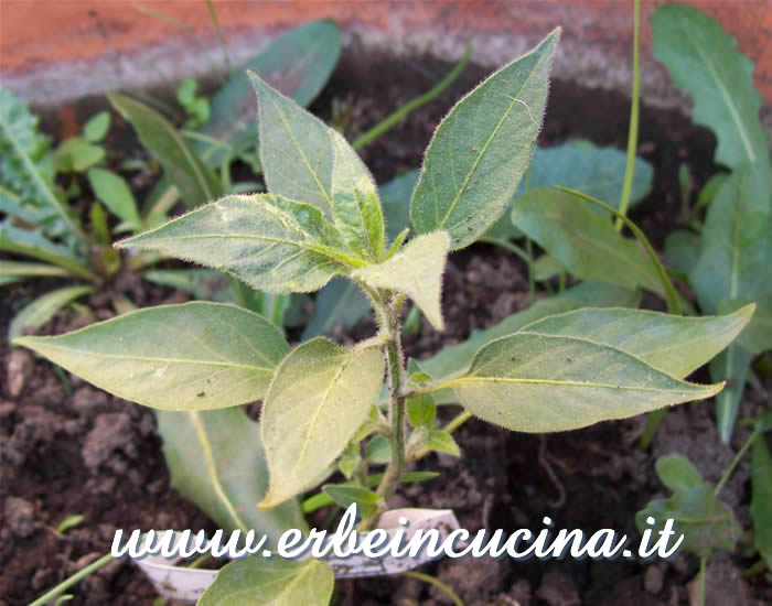 Pianta trapiantata di Serrano / Serrano, repotted plant