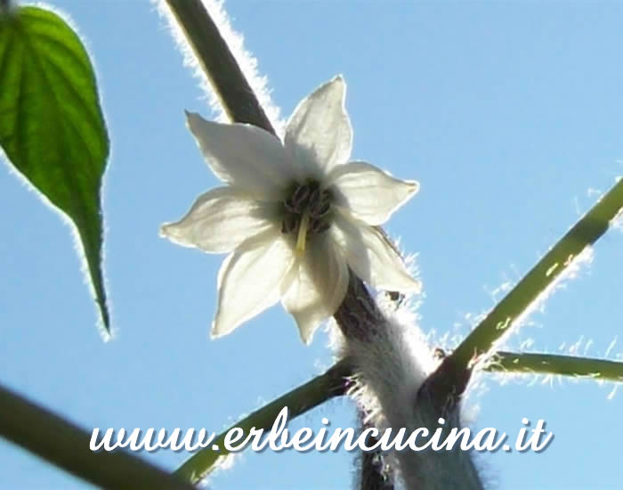Primo fiore di Serrano / Serrano first flower