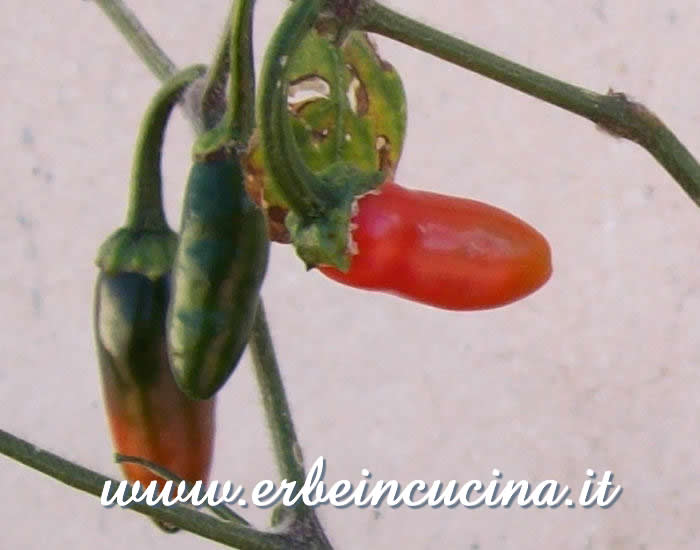 Peperoncini Serrano a vari stadi di maturazione / Ripe and unripe Serrano chili pepper pods