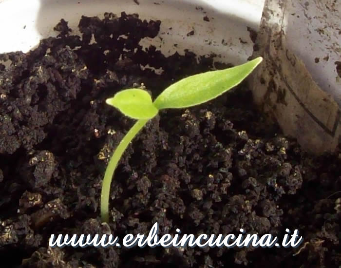 Peperoncino Serrano Tampiqueno appena nato / Newborn Serrano Tampiqueno chili plant