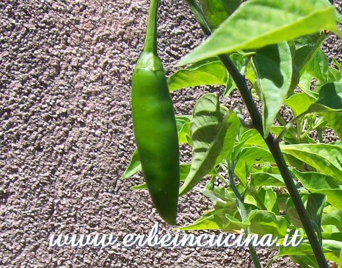 Peperoncino Serrano Tampiqueno non ancora maturo / Unripe Serrano Tampiqueno chili pod