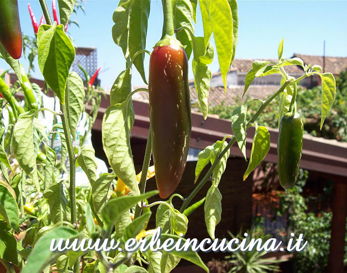 Peperoncino Serrano Tampiqueno in maturazione, con caratteristiche spaccature / Corked Serrano Tampiqueno chili pod