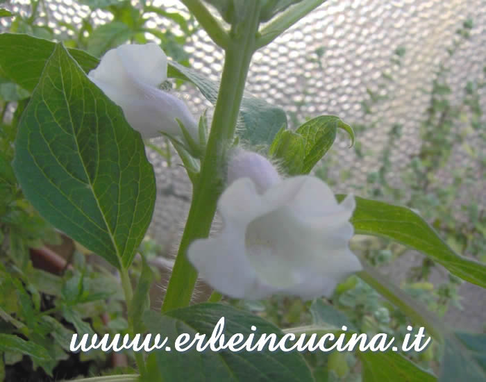 Fiore di sesamo / Sesame flower