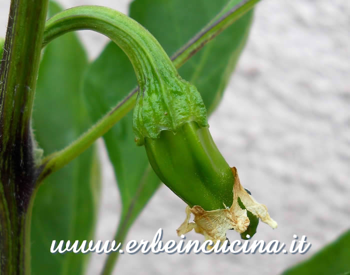 Piccolo peperoncino Shishito non ancora maturo / Unripe Shishito small chili pepper pod