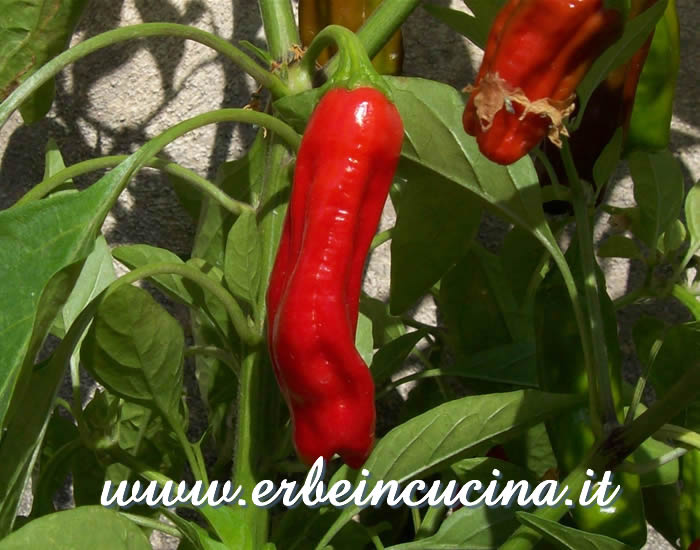 Peperoncino Shishito maturo / Ripe Shishito chili pepper pod