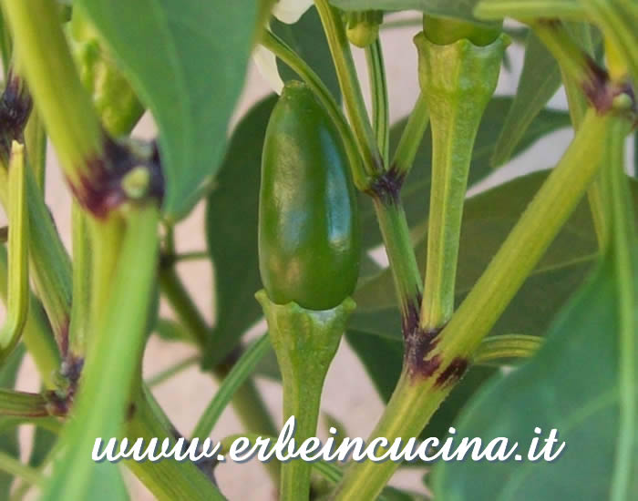 Peperoncino Siciliano non ancora maturo / Unripe Siciliano chili pepper pod