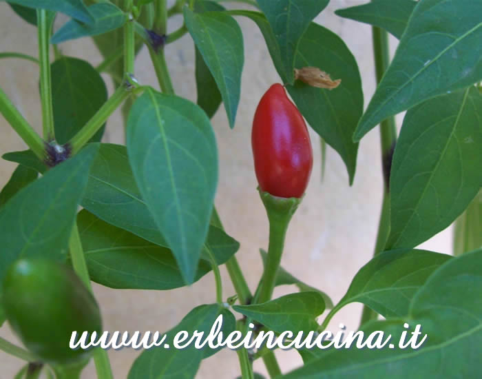 Peperoncino Siciliano maturo / Ripe Siciliano chili pepper pod