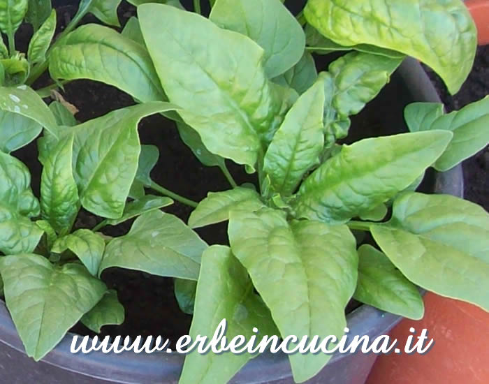 Spinaci coltivati in vaso / Spinach growed in a pot