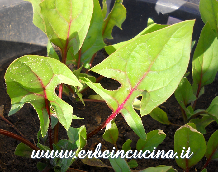 Spinaci rossi / Redddy spinach