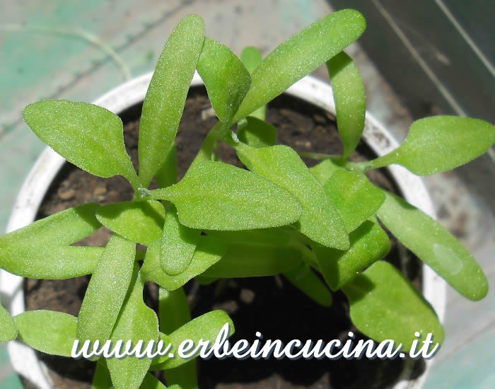 Spinaci della Nuova Zelanda in coltura protetta / New Zealand Spinach newborn plants