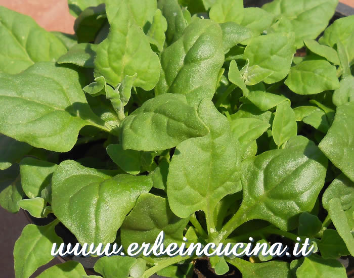 Spinaci della Nuova Zelanda pronti da raccogliere / New Zealand Spinach ready to be harvested