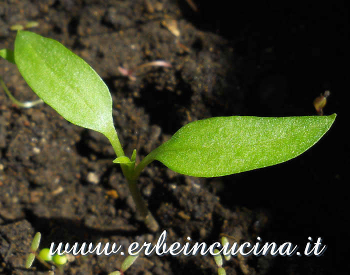 Pianta neonata di peperone Sweet Bite / Newborn Sweet Bite pepper