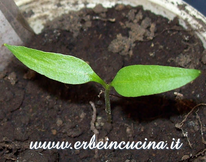 Peperone Sweet Chocolate appena nato / Newborn Sweet Chocolate bell pepper plant