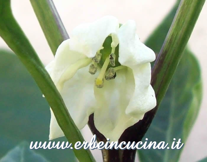 Fiore di Peperone Sweet Chocolate / Sweet Chocolate bell pepper flower