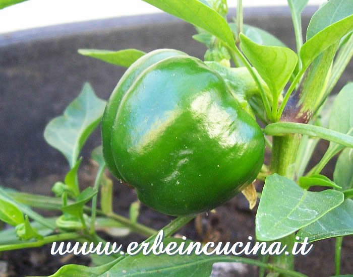 Peperone Sweet Chocolate non ancora maturo / Unripe Sweet Chocolate bell pepper