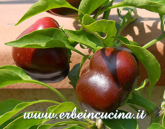 Peperoni Sweet Chocolate maturi / Ripe Sweet Chocolate bell peppers