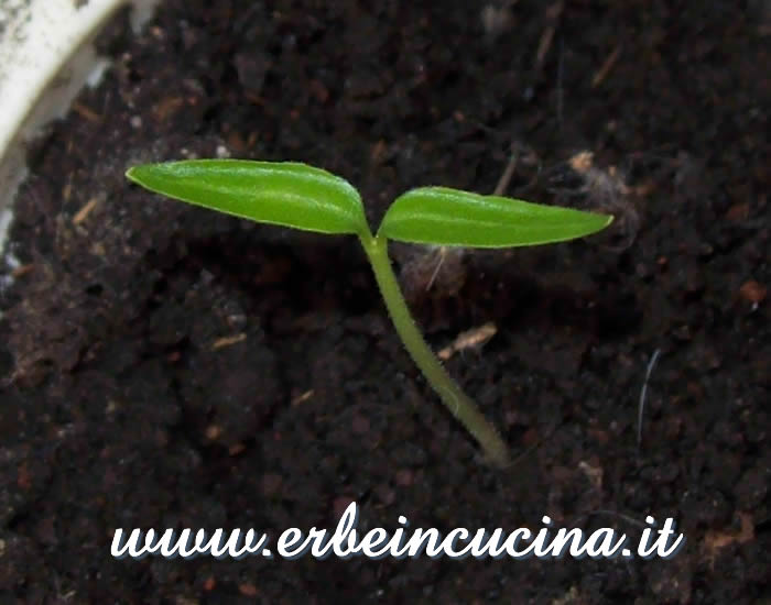 Peperoncino Tabasco appena nato / Newborn Tabasco chili plant