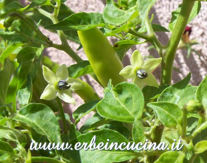 Fiori di peperoncino Tabasco / Tabasco chili flowers