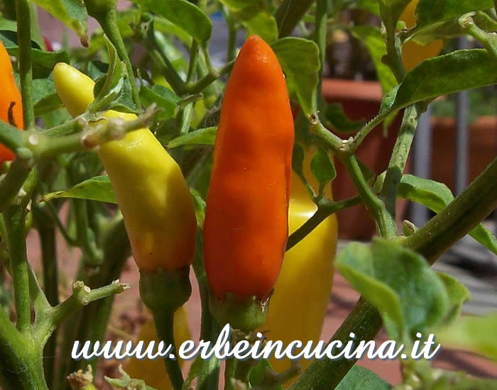 Peperoncini Tabasco a vari stadi di maturazione / Ripe and unripe Tabasco pepper pods