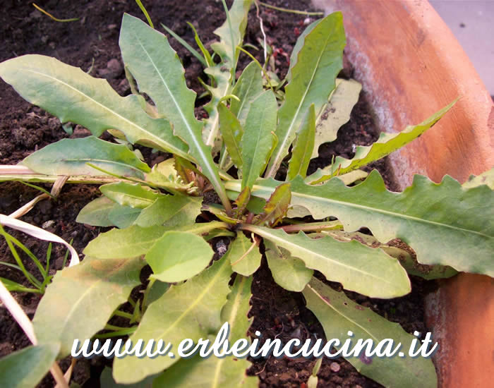 Tempo di raccolto / Harvest season