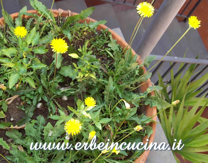 Fiori / Flowers