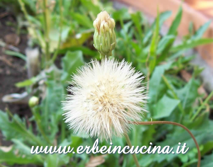 Produzione semi / Seeds production