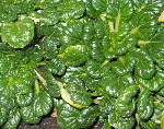 Bok Choi (Tatsoi)