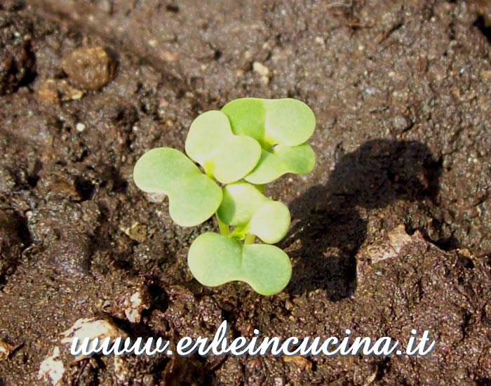 Tatsoi appena nato / Newborn Tatsoi Plant