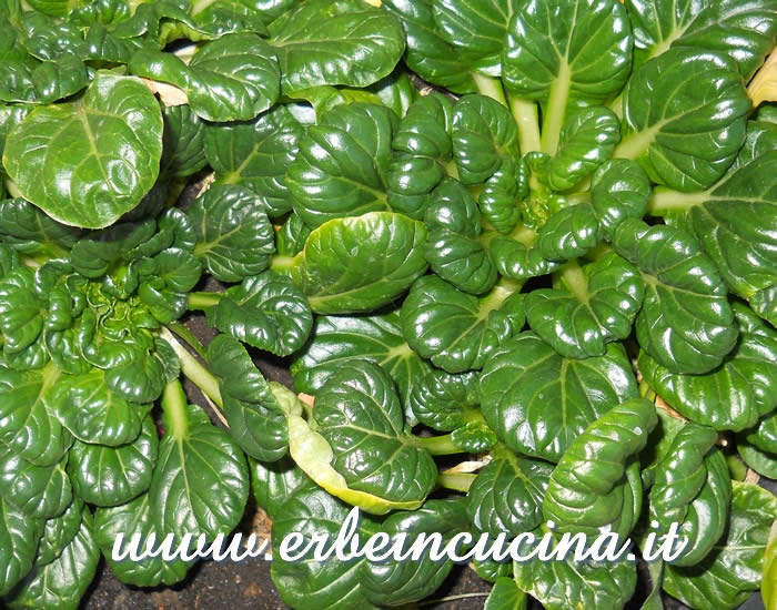 Rosette di Bok Choi (tatsoi) pronte da raccogliere / Bok Choi, ready to be harvested