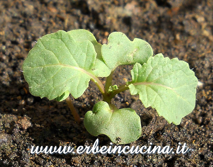 Cavolo d'Abissinia, giovane pianta / Texel, young plant