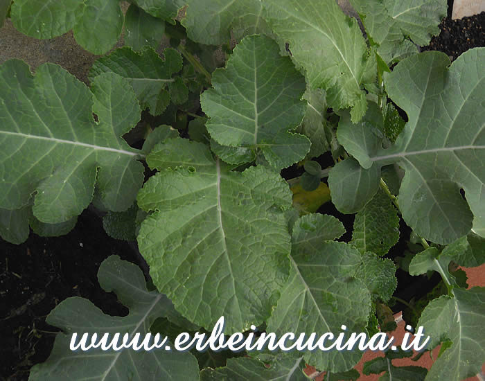 Cavolo d'Abissinia (texel) pronto da raccogliere / Texel, ready to be harvested