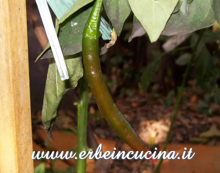 Peperoncino Thai Dragon quasi maturo / Almost ripe Thai Dragon chili pepper pod