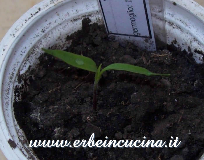 Peperoncino Thai Orange appena nato / Newborn Thai Orange chili plant