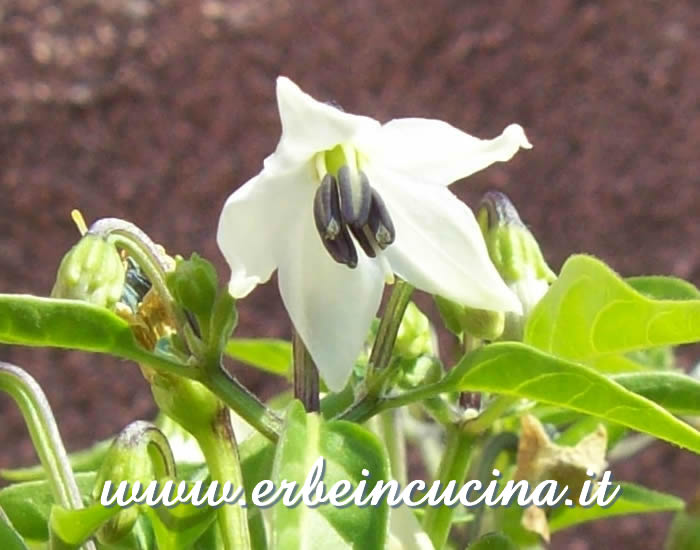 Fiore di peperoncino Thai Orange / Thai Orange chili pepper flower