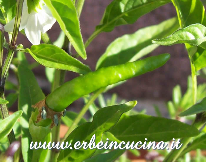 Peperoncino Thai Orange non ancora maturo / Unripe Thai Orange chili pepper pod