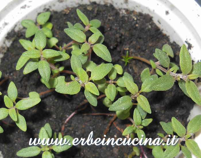 Giovani piante di timo citriodoro arancia / Orange Thyme, young plants