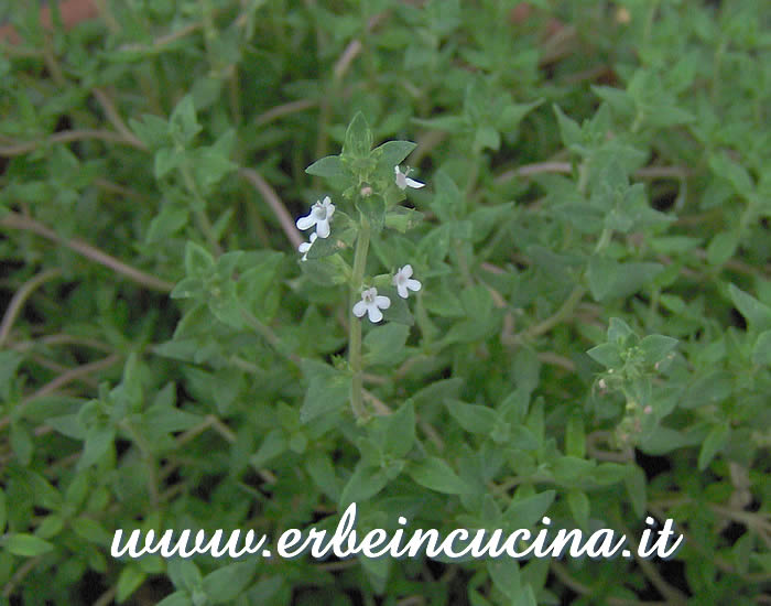 Fiori di timo / Thyme flowers