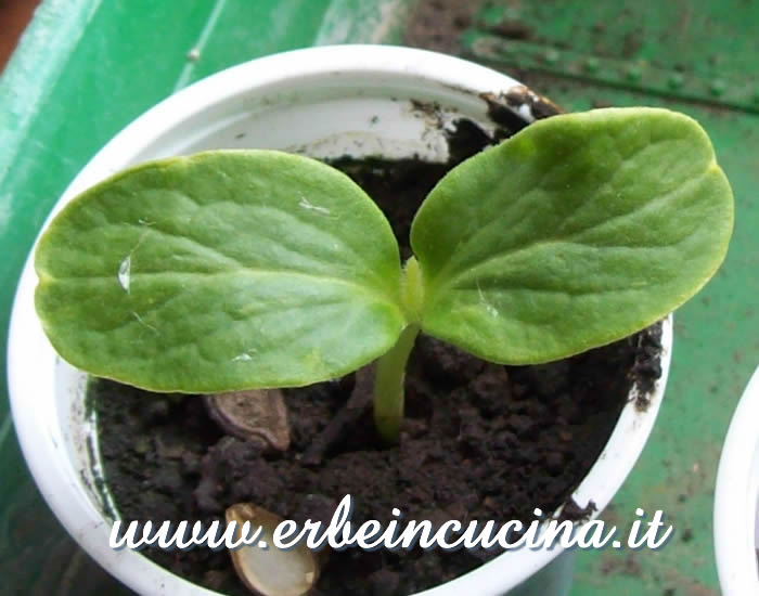 Tinda appena nata / Newborn tinda plant