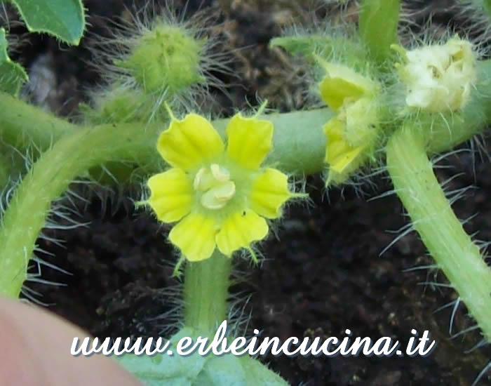 Fiore di tinda / Tinda flower