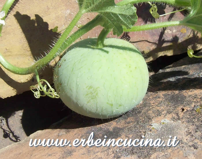 Zucchina rotonda indiana (tinda) / Tinda (Indian round gourd)