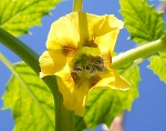 Tomatillo