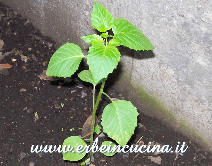 Pianta di tomatillo / Tomatillo plant