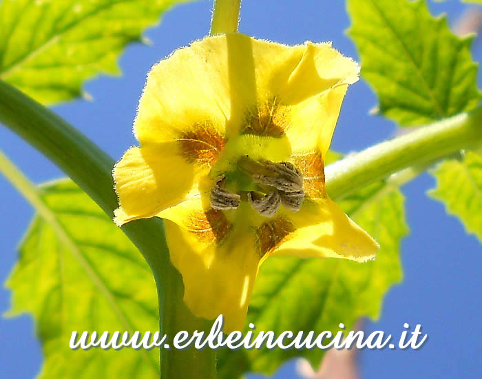 Fiore di tomatillo / Tomatillo Flower