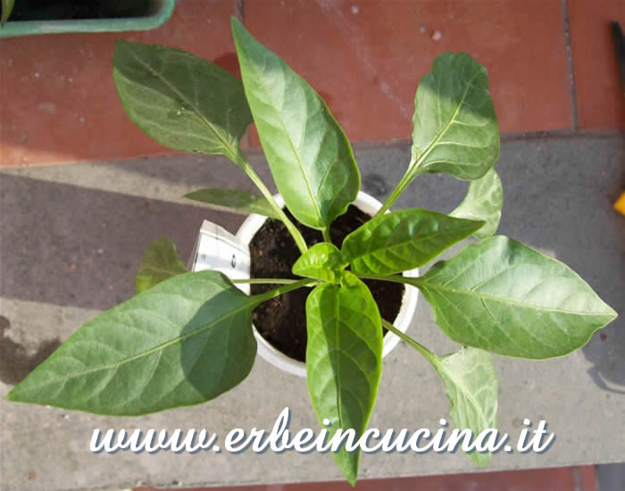 Giovane pianta / Young plant