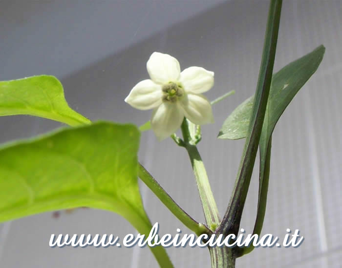 Primo fiore / First flower