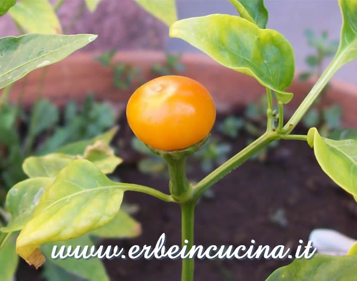 Peperoncino Tondo Giallo maturo / Ripe Tondo Giallo chili pepper pod