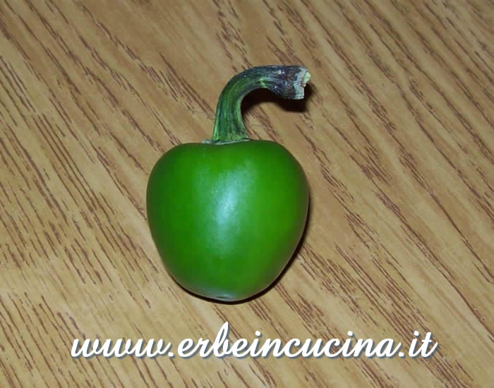 Peperoncino Serra San Bruno non ancora maturo / Unripe Serra San Bruno chili pepper pod