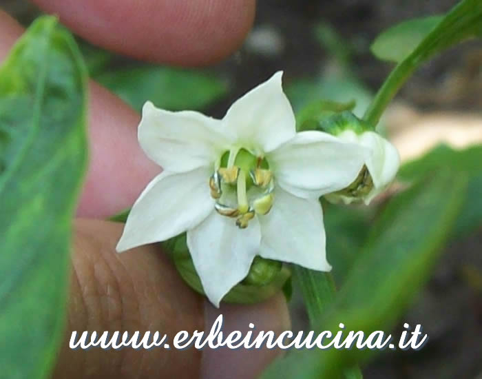 Fiore di peperoncino Serra San Bruno / Serra San Bruno chili pepper flower