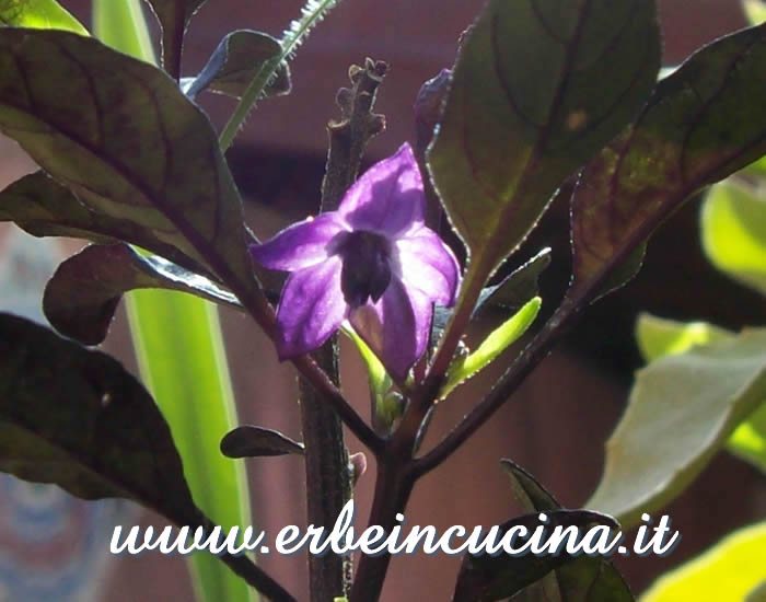 Fiore di peperoncino Traviata / Traviata chili pepper flower